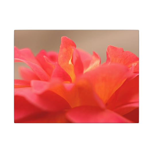 Color Bloom Rose Wall Art Canvas