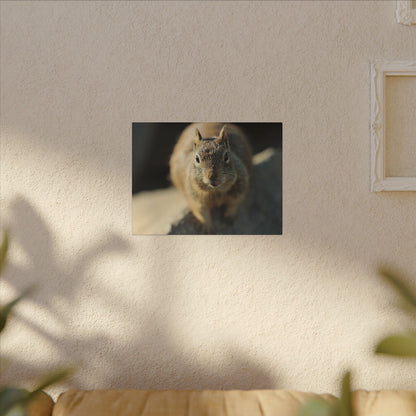 Starving Beach Squirrel Wall Art Canvas