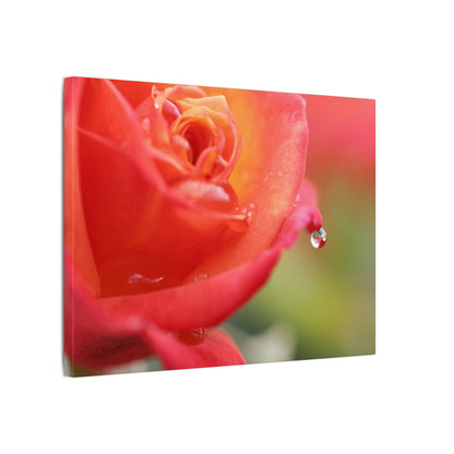Drip Reflection Rose Wall Art Canvas