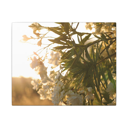 Nerium Oleander Rosebay Wall Art Canvas