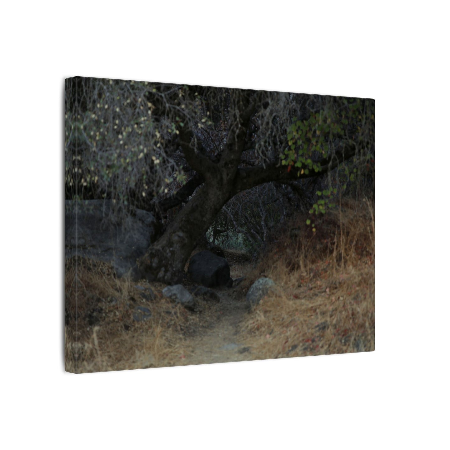 Hidden Path Wall Art Canvas