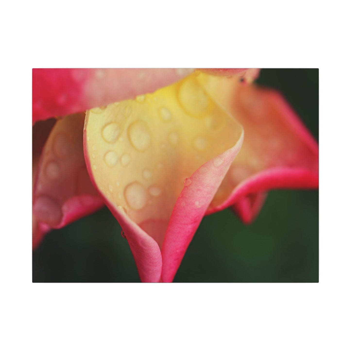 Delicate Rain Rose Wall Art Canvas