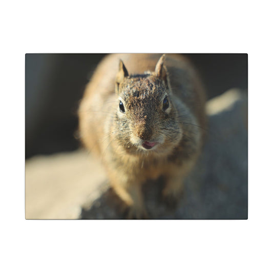 Starving Beach Squirrel Wall Art Canvas