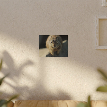 Starving Beach Squirrel Wall Art Canvas