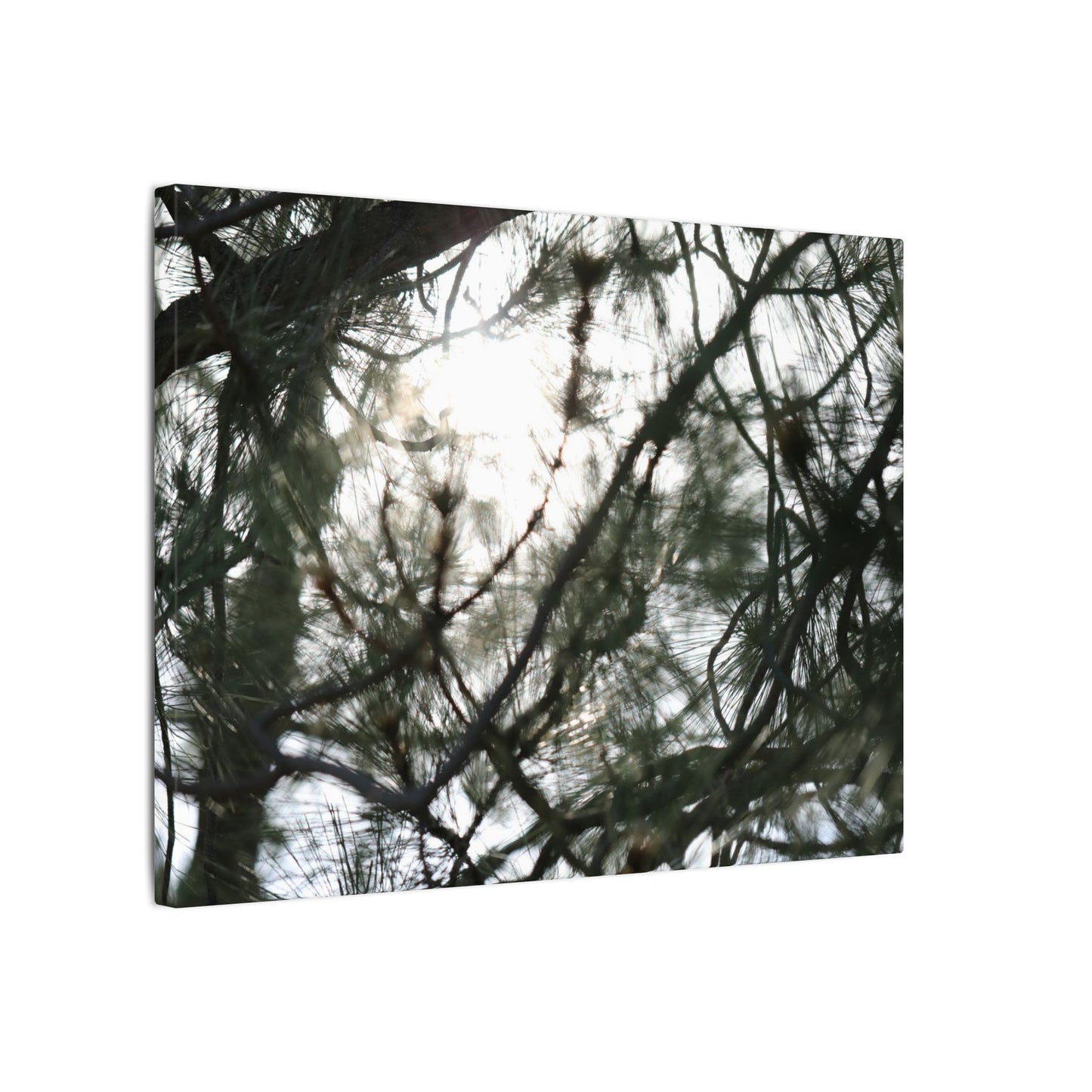 Of The Trees Wall Art Canvas
