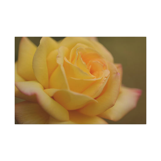 Yellow Delight Rose Wall Art Canvas