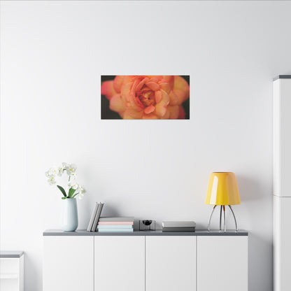 Sunset Sherbet Rose Wall Art Canvas