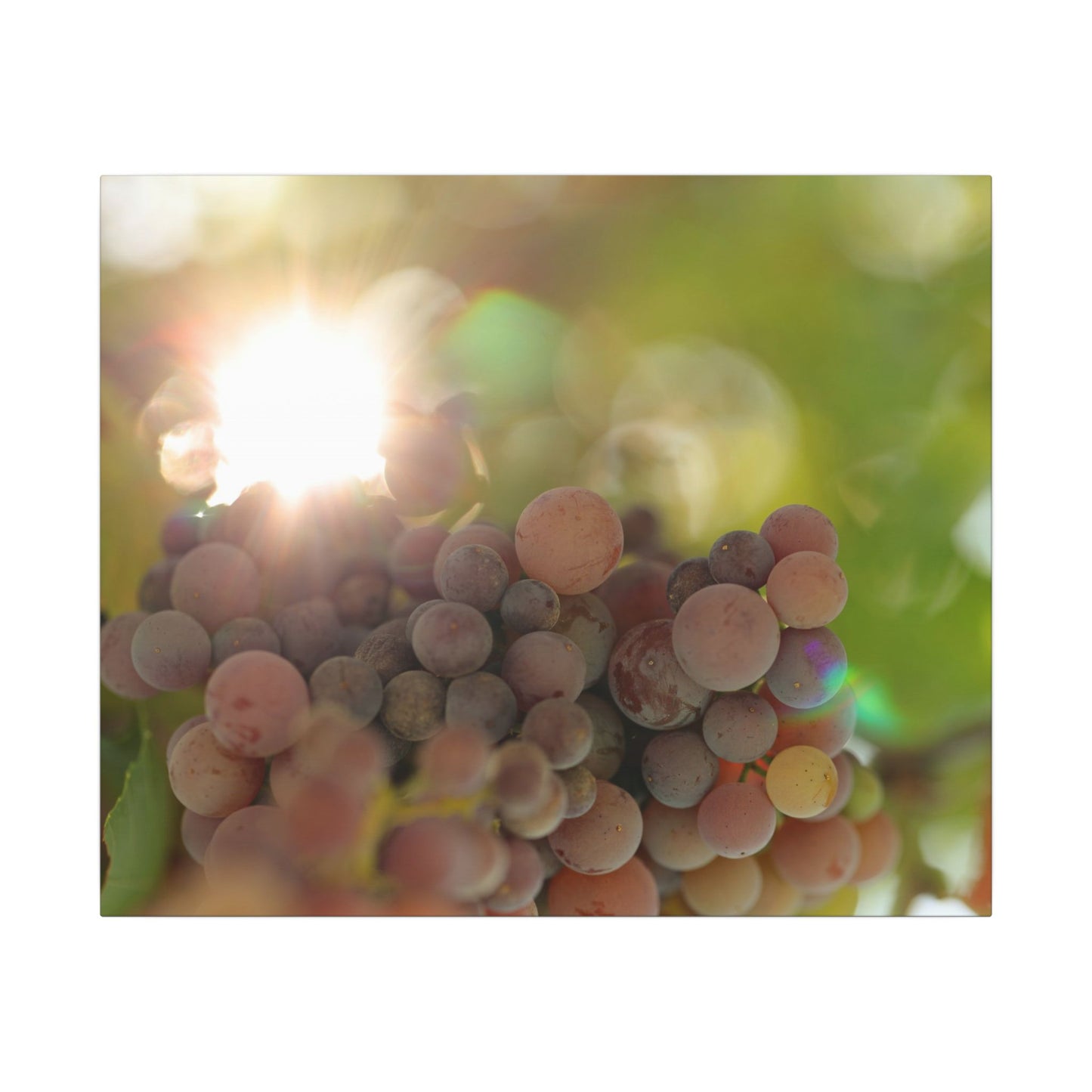 Grape Shine Wall Art Canvas