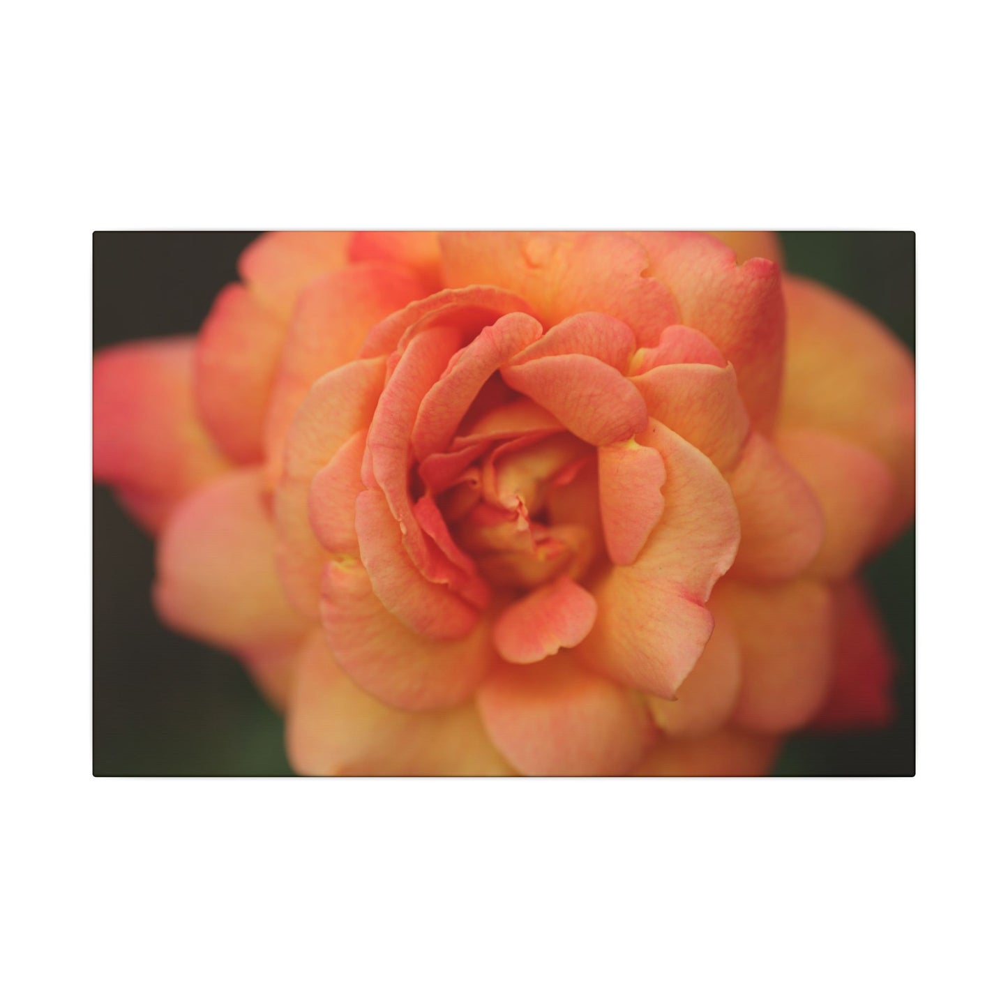 Sunset Sherbet Rose Wall Art Canvas
