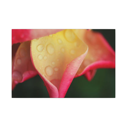 Delicate Rain Rose Wall Art Canvas