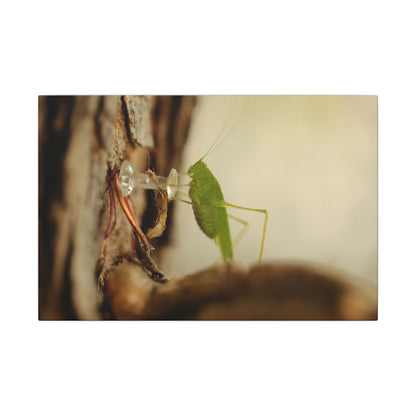 Grasshopper Push It Wall Art Canvas
