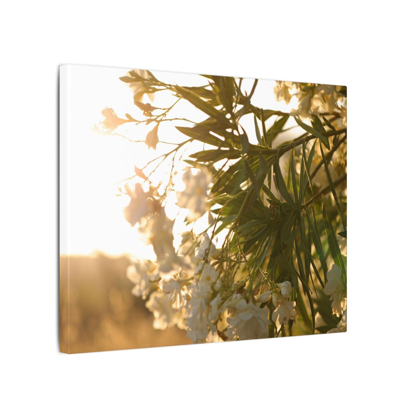Nerium Oleander Rosebay Wall Art Canvas