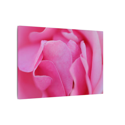 Voluptuous Pink Rose Wall Art Canvas