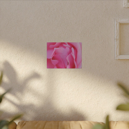 Voluptuous Pink Rose Wall Art Canvas