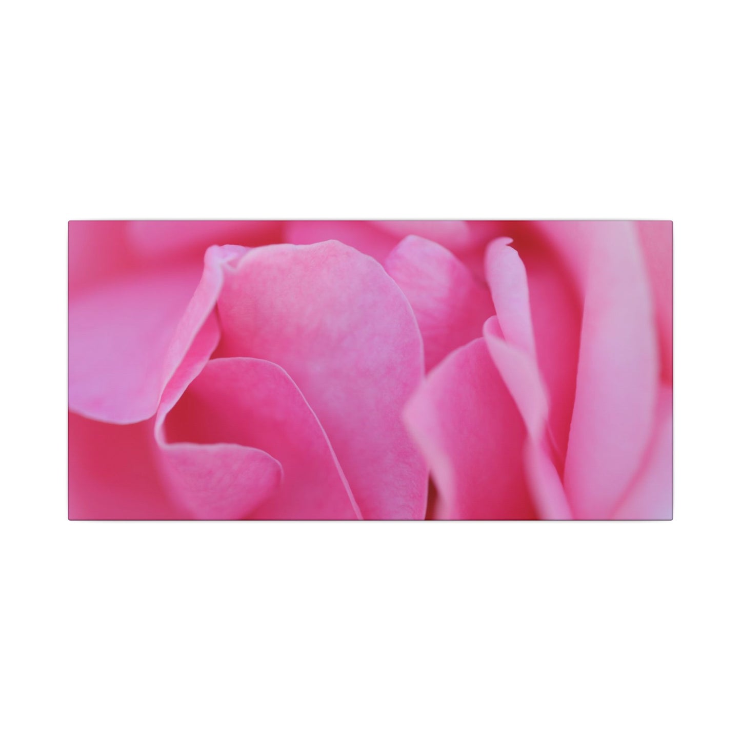Voluptuous Pink Rose Wall Art Canvas