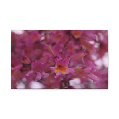 Pink Jacaranda Macro - Wall Canvas