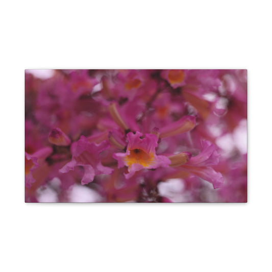 Pink Jacaranda Macro - Wall Canvas