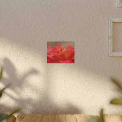 Color Bloom Rose Wall Art Canvas