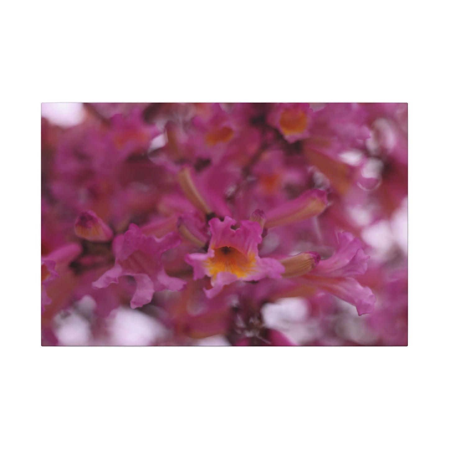 Pink Jacaranda Macro Wall Art Canvas