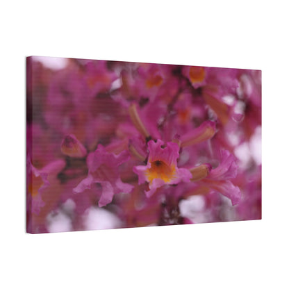 Pink Jacaranda Macro - Wall Canvas