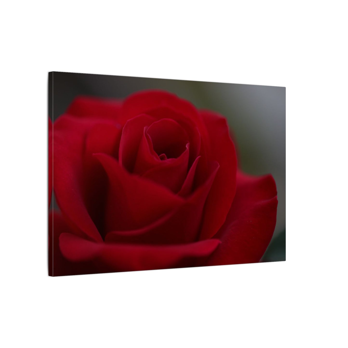 Red Rush Rose Wall Art Canvas