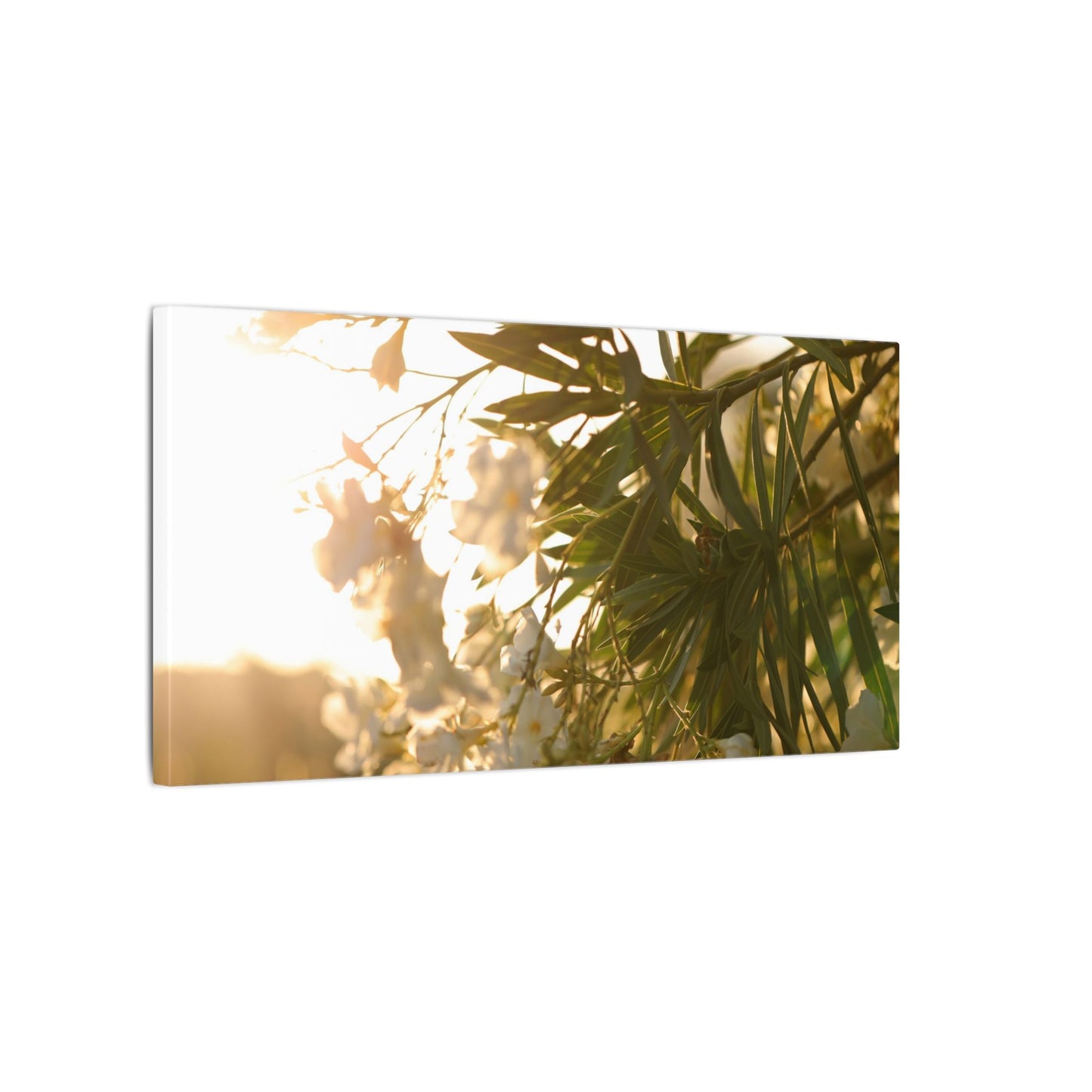 Nerium Oleander Rosebay Wall Art Canvas