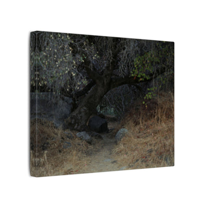 Hidden Path Wall Art Canvas