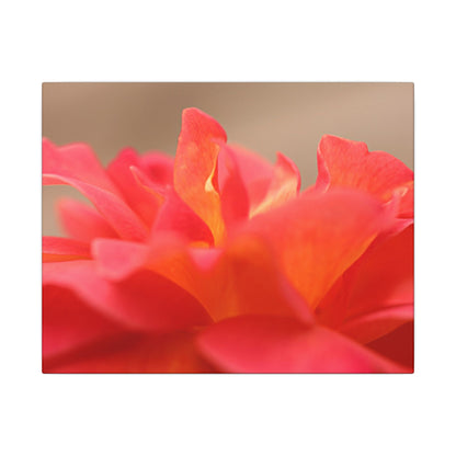 Color Bloom Rose Wall Art Canvas