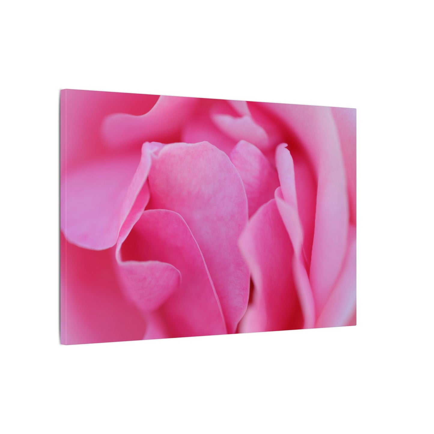 Voluptuous Pink Rose Wall Art Canvas