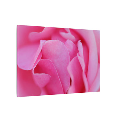 Voluptuous Pink Rose Wall Art Canvas