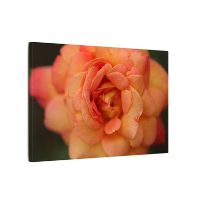 Sunset Sherbet Rose Wall Art Canvas