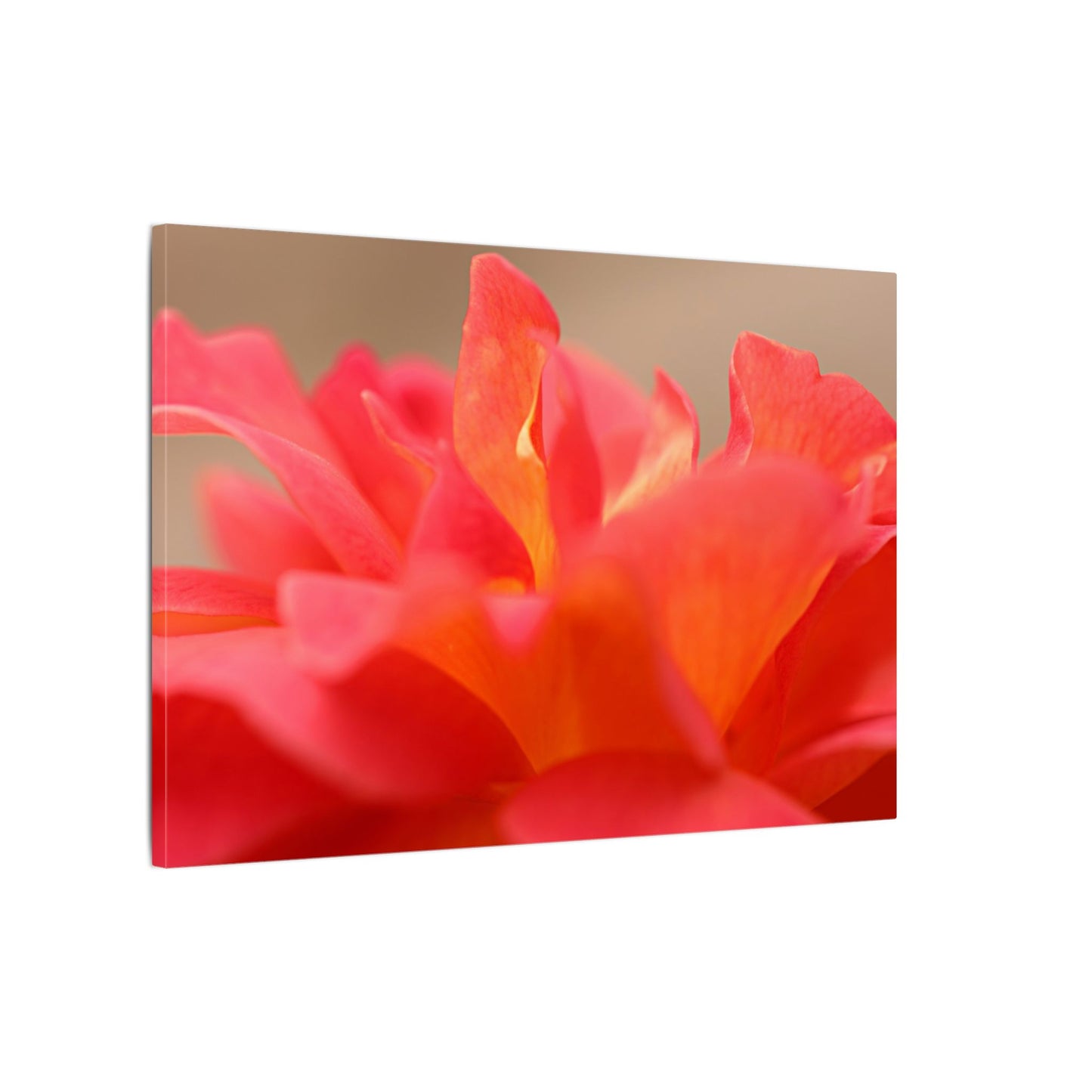 Color Bloom Rose Wall Art Canvas