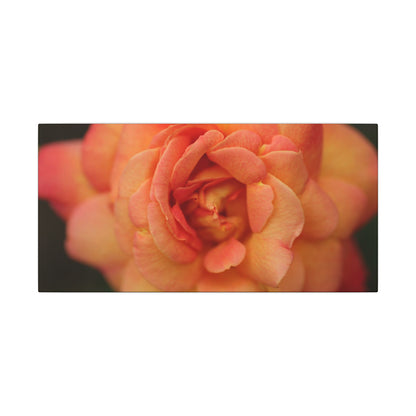 Sunset Sherbet Rose Wall Art Canvas