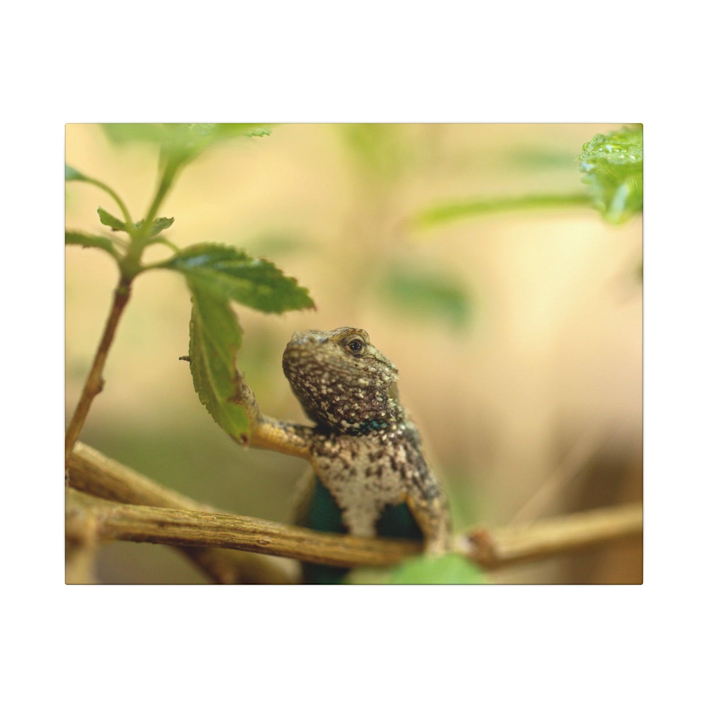 Lizard King Wall Art Canvas
