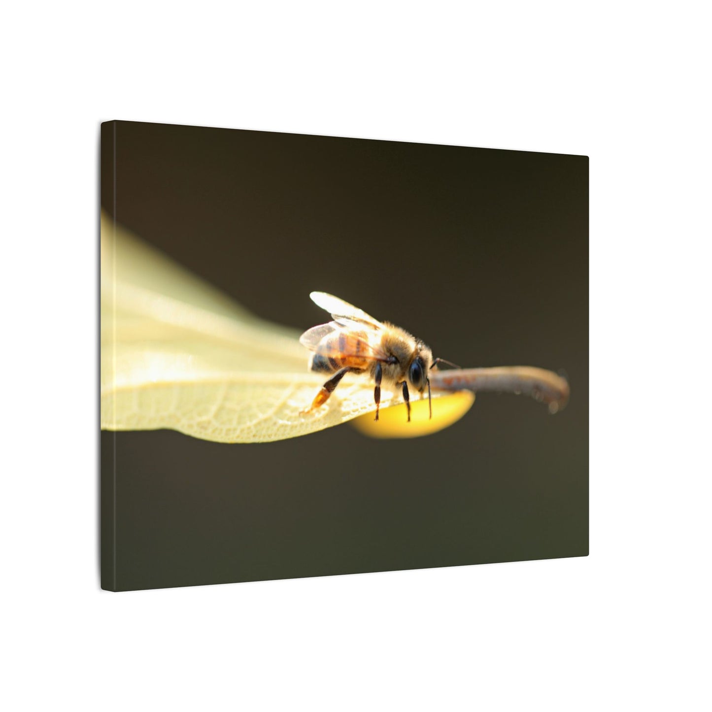 Honey Bee Glow Wall Art Canvas