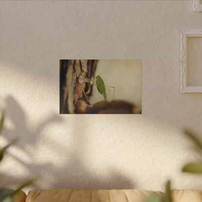 Grasshopper Push It Wall Art Canvas