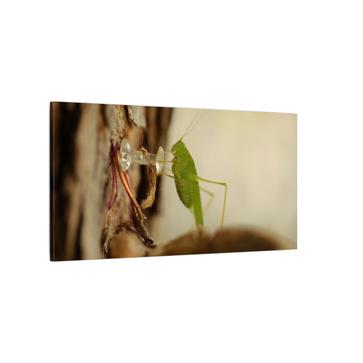 Grasshopper Push It Wall Art Canvas