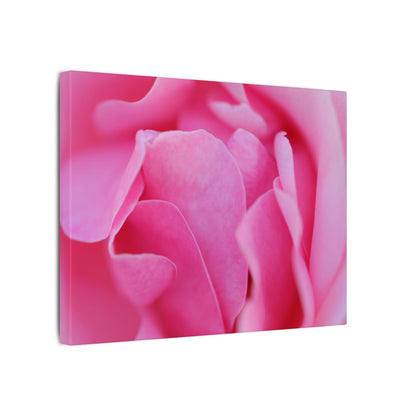 Voluptuous Pink Rose Wall Art Canvas