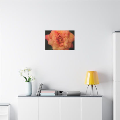 Sunset Sherbet Rose Wall Art Canvas