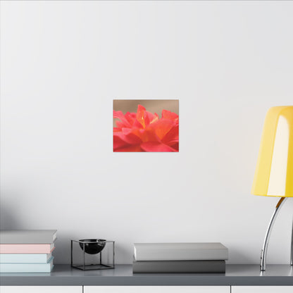Color Bloom Rose Wall Art Canvas
