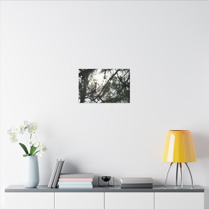 Of The Trees Wall Art Canvas