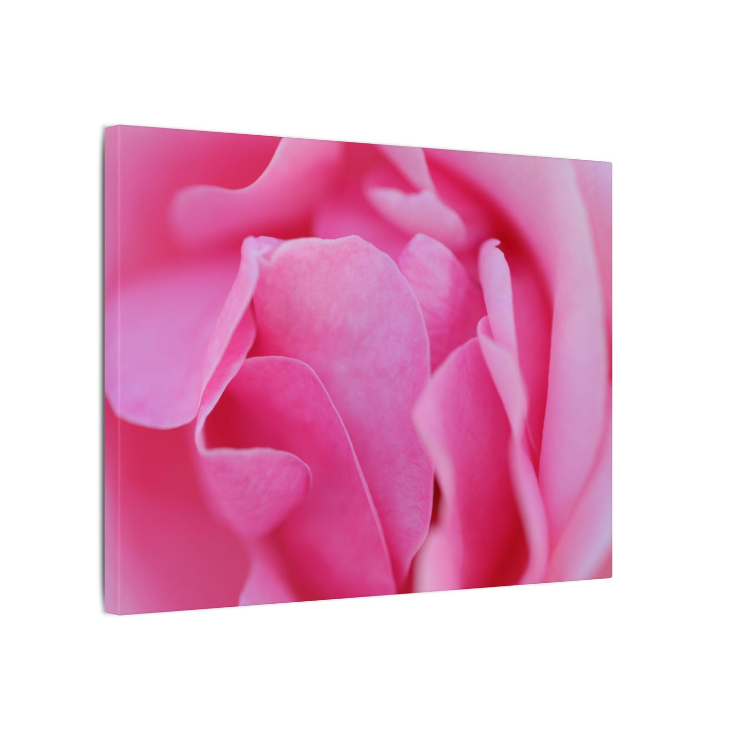 Voluptuous Pink Rose Wall Art Canvas