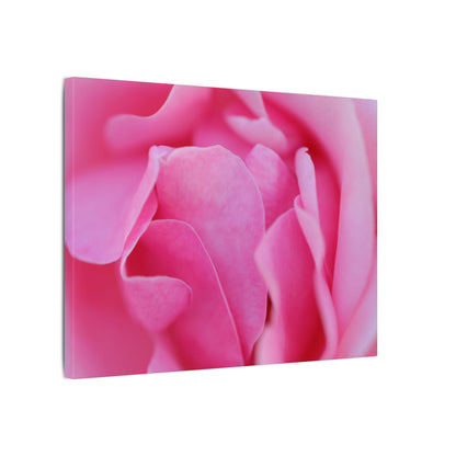 Voluptuous Pink Rose Wall Art Canvas