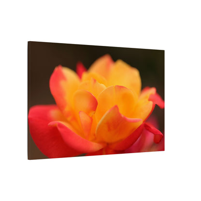 Electric Bloom Wall Art Canvas