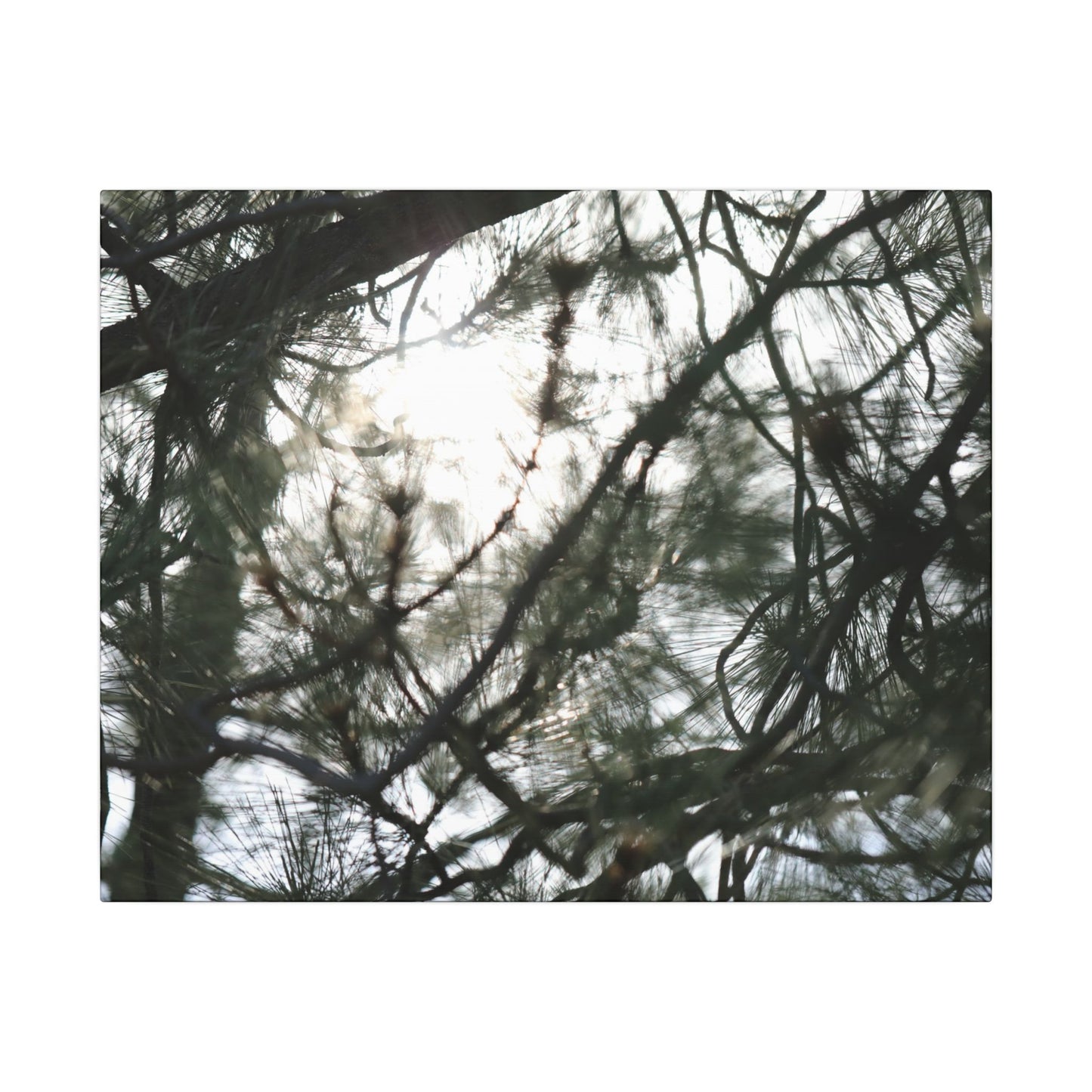 Of The Trees Wall Art Canvas