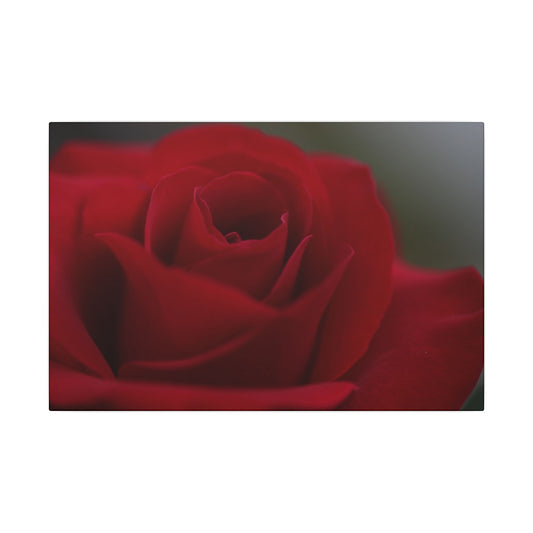 Red Rush Rose Wall Art Canvas