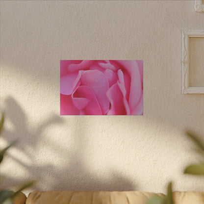 Voluptuous Pink Rose Wall Art Canvas