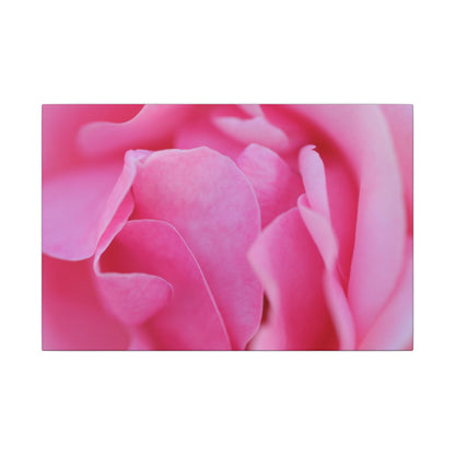 Voluptuous Pink Rose Wall Art Canvas