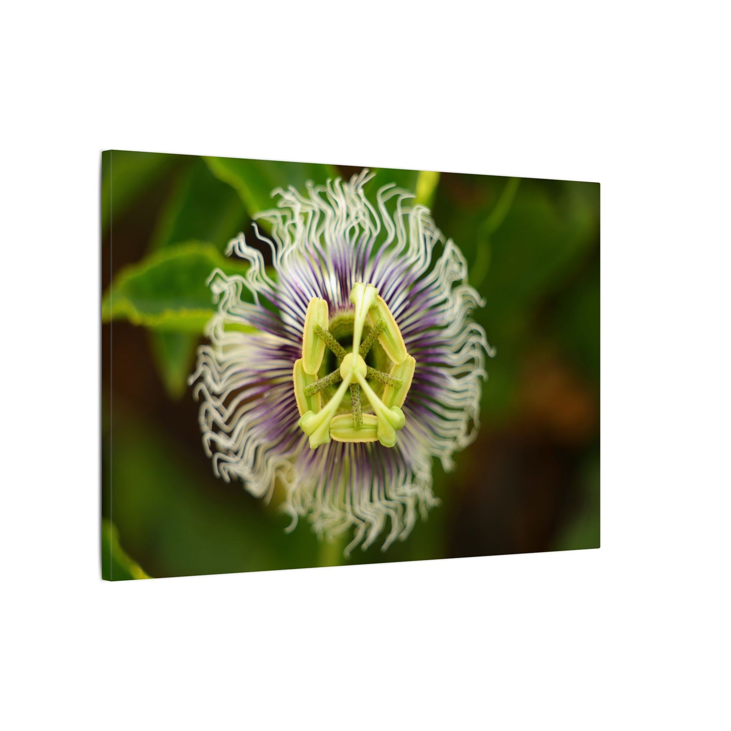 Passiflora Passion Flower Wall Art Canvas