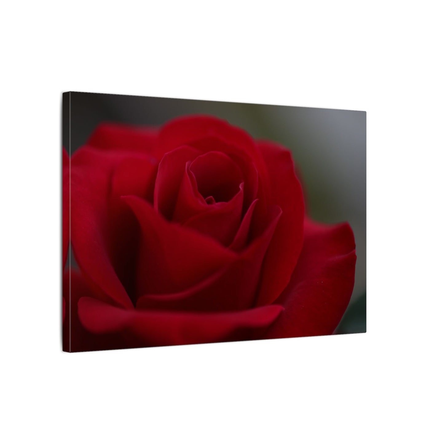 Red Rush Rose Wall Art Canvas